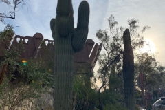 deadhead-rum-cactus-tiki-oasis-arizona